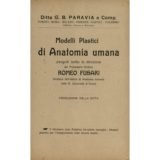 Modelli plastici di anatomia umana
